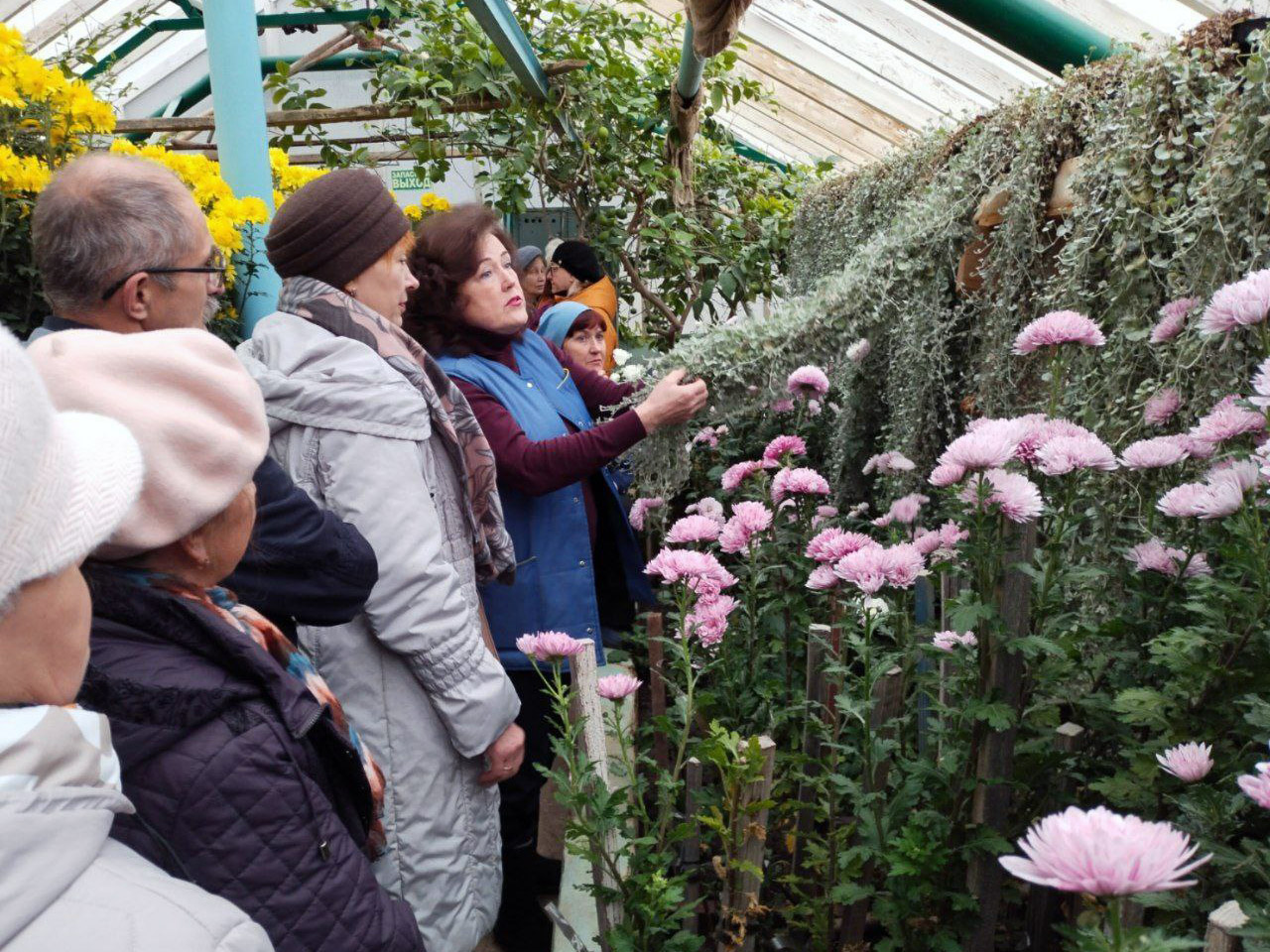 Вернуться в лето: жители Обнинска  насладились цветением хризантем в оранжерее ФЭИ